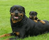 Rottweiler 9W025D-081